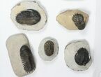 Lot: Assorted Devonian Trilobites - Pieces #84731-1